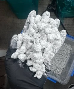 diamond snowball weed, flower snowball weed, ice cap moonrock, ice cap moonrock weed, ice cap moonrocks, ice caps moonrocks, moonrock ice caps, moonrock ice caps weed, pink snowball weed, snowball minis weed, snowball moonrock, snowball moonrock price, snowball strain weed, snowball weed bags, snowball weed strain, snowball weed strains, snowball weed white, snowballmoonrock.com, snowballs moonrocks, snowballs weed, snowballs weed strain, vvs moon rocks, Vvs Rocks, VVS Rocks Candy Apple Runtz, vvs rocks strain, vvs rocks weed, weed snowballs, what is snowball moonrock, what is snowball weed, what is the white powder on snowball weed