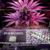Buy Clean Carts Purple Edition in stock now for sale, Clean Carts Red Edition 2g Disposable | 100 CT Box in stock near you.