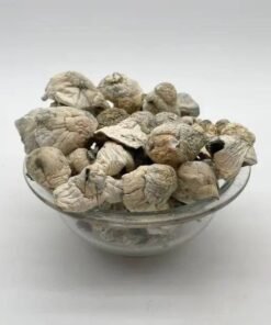 Buy Albino Penis Envy Mushroom in stock now for sale, Trippy Bomb Shroom Chocolate Bar for sale, buy Pieorgie Mushroom Wholesale in stock